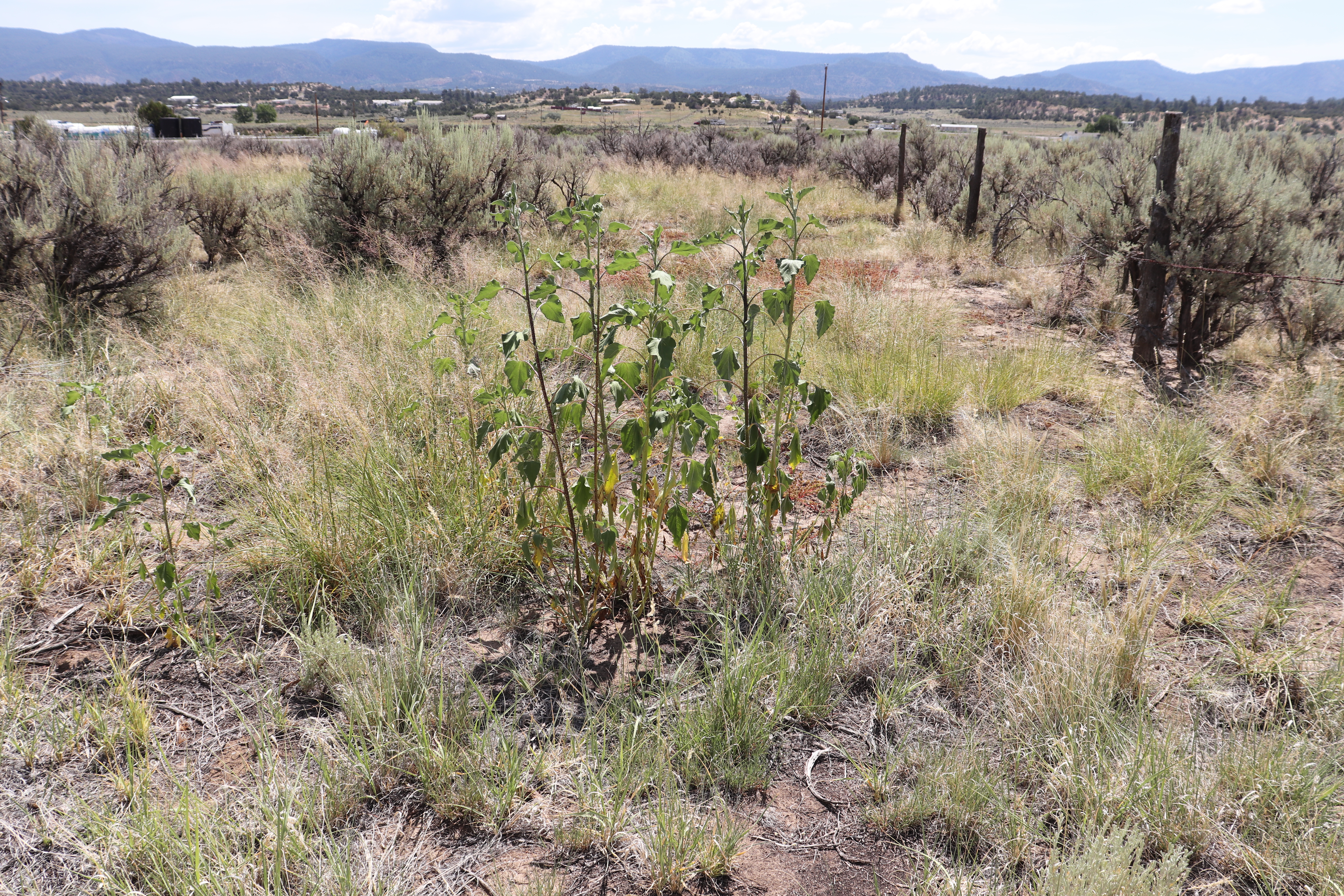 pathway to raised garden bed area
