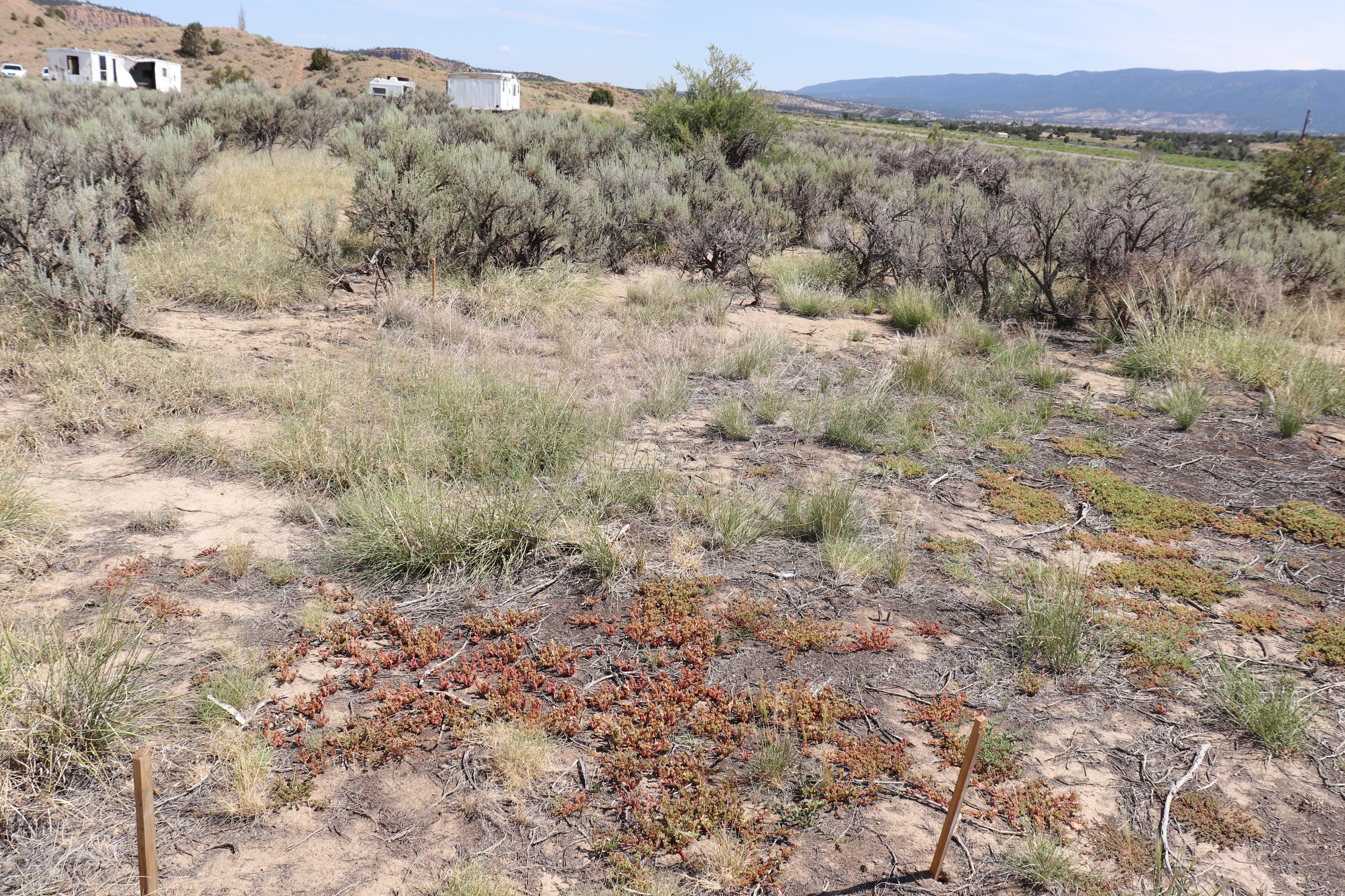 north-eastern view of cleared garden bed area